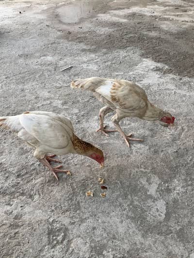 White Aseel Kolange Hens Pair for Sale