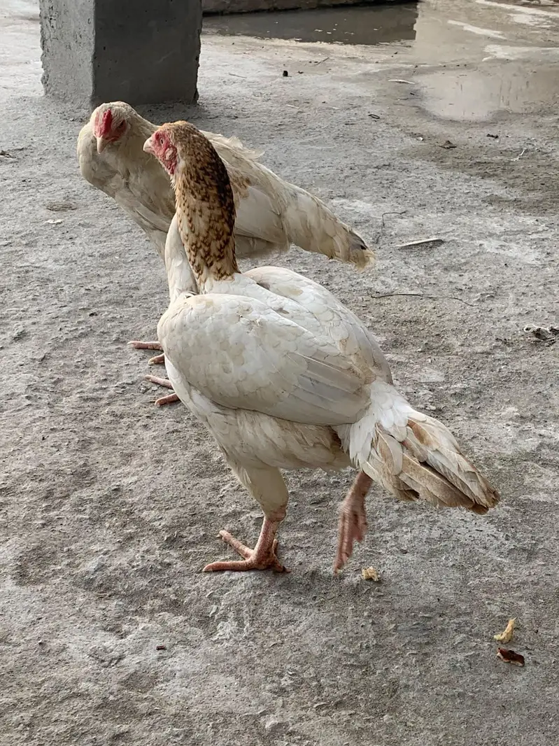 White Aseel Kolange Hens Pair for Sale — photo 2