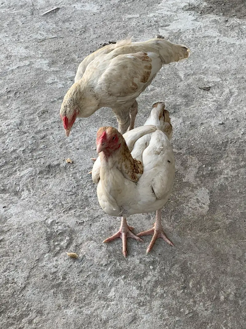 White Aseel Kolange Hens Pair for Sale — photo 3