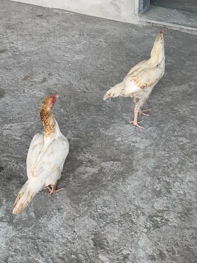 White Aseel Kolange Hens Pair for Sale — photo 4