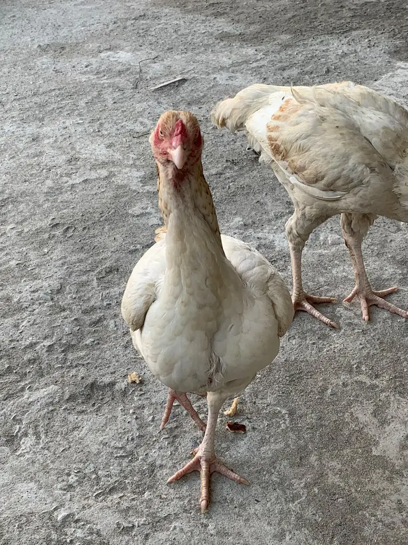 White Aseel Kolange Hens Pair for Sale — photo 5