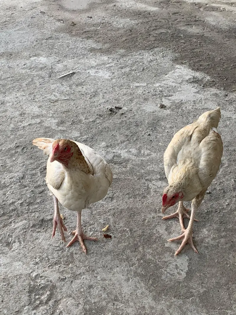 White Aseel Kolange Hens Pair for Sale — photo 6