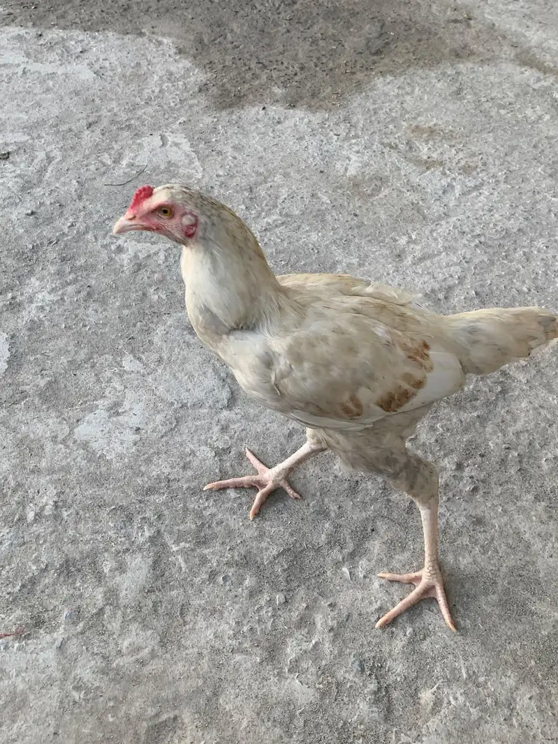 White Aseel Kolange Hens Pair for Sale — photo 7
