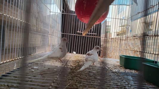 diamond dove and  jawa