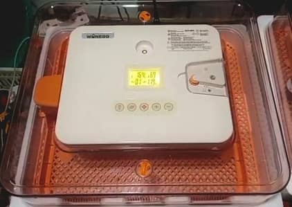Wonegg incubator 56 Hen Eggs all ok 03222797900