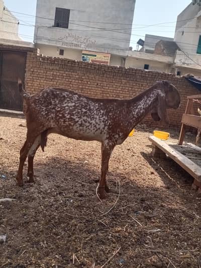 pure makhi cheni bakriya bakry