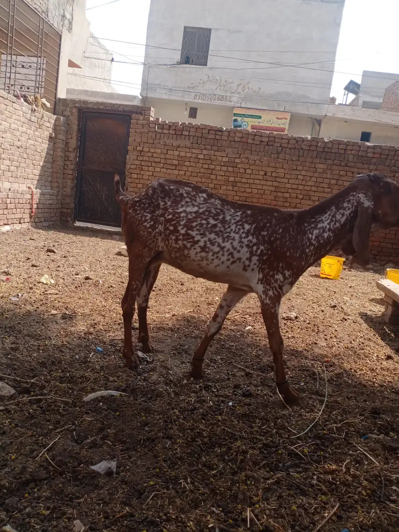 pure makhi cheni bakriya bakry — photo 2