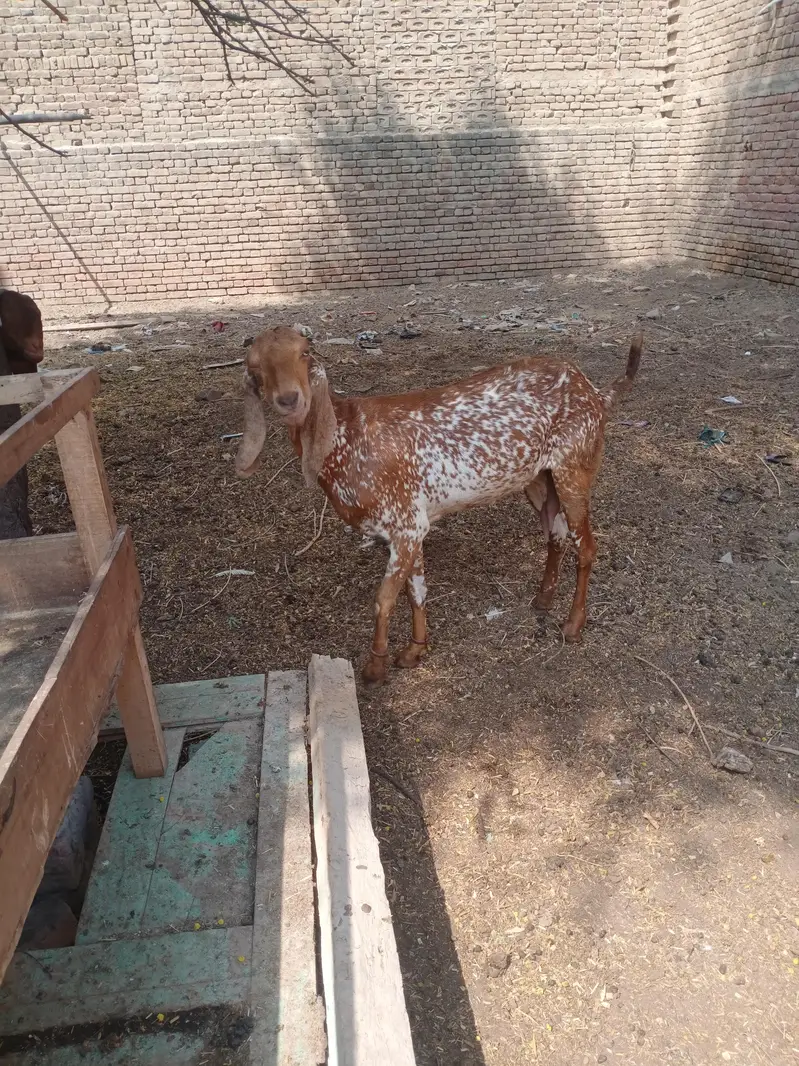 pure makhi cheni bakriya bakry — photo 3