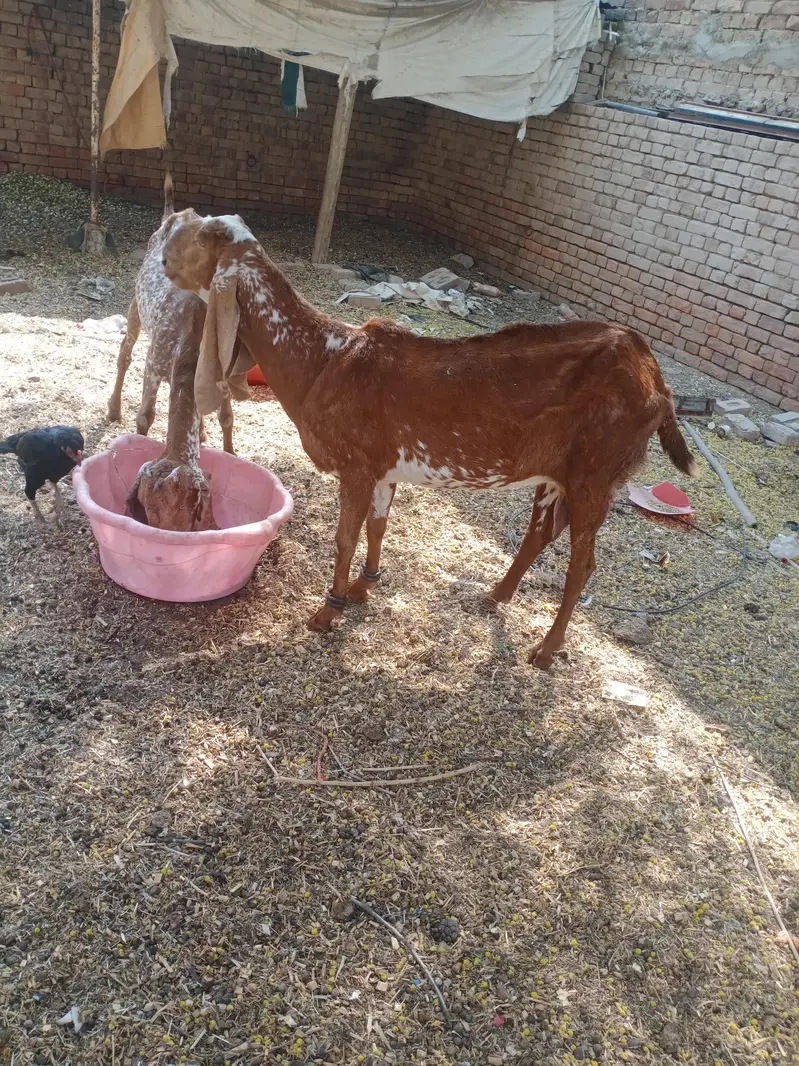 pure makhi cheni bakriya bakry — photo 4