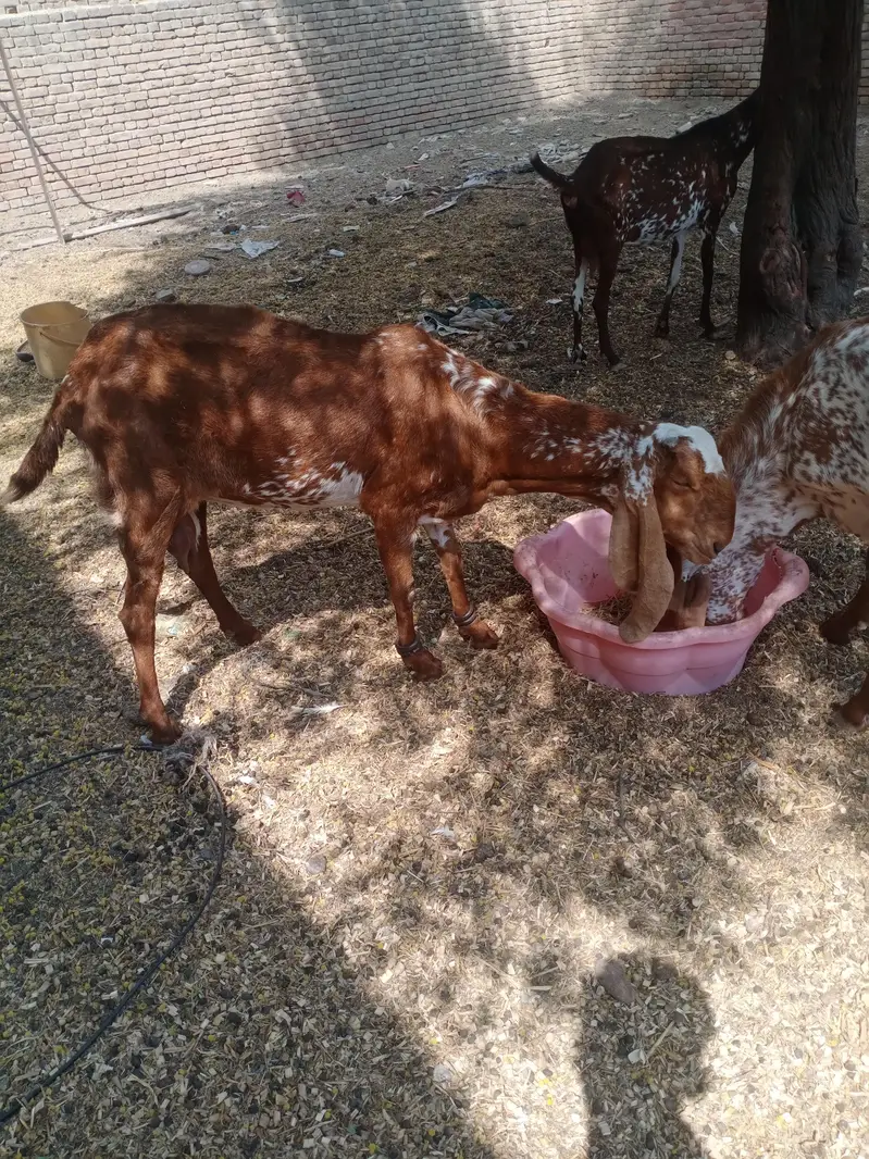 pure makhi cheni bakriya bakry — photo 6