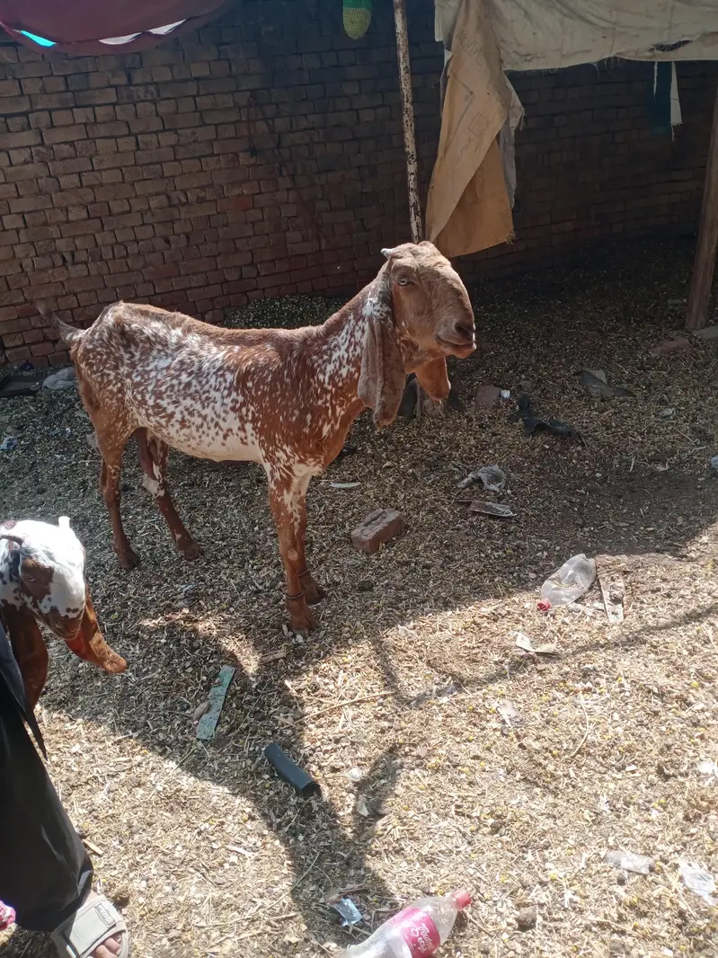 pure makhi cheni bakriya bakry — photo 9