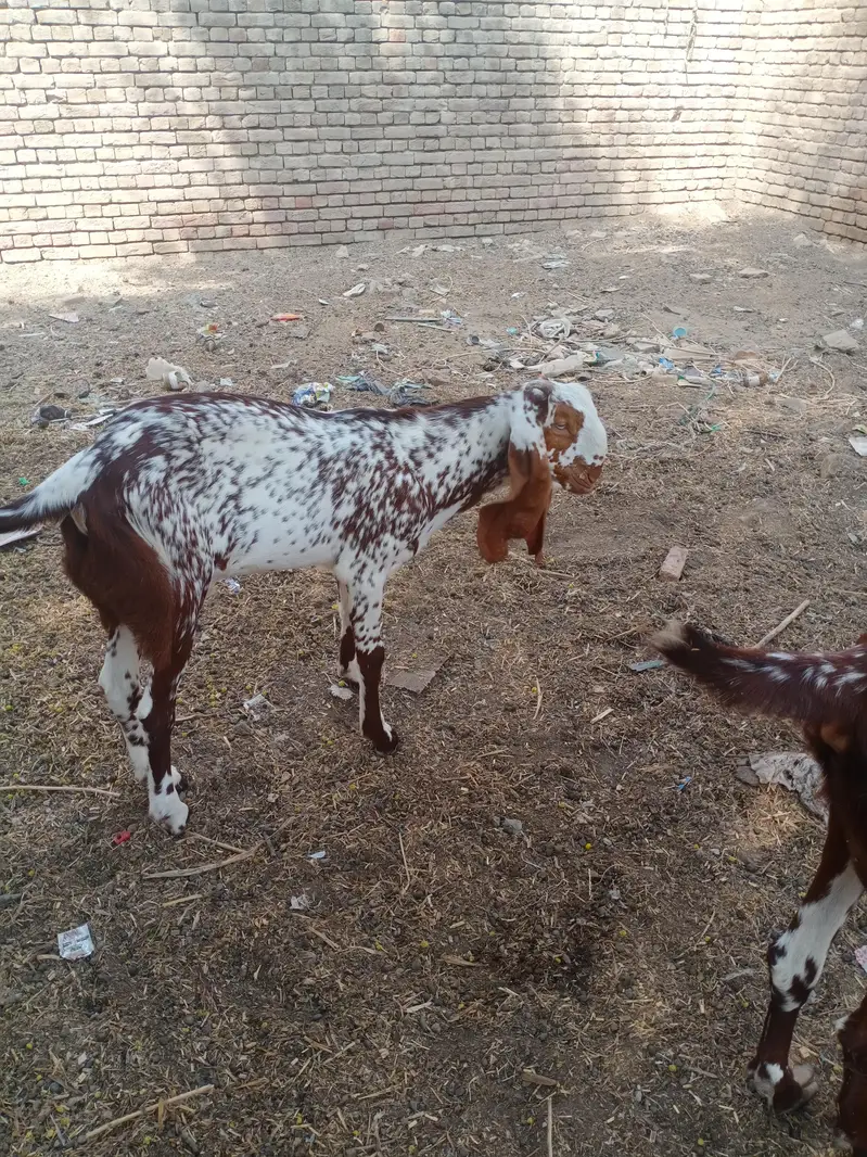 pure makhi cheni bakriya bakry — photo 11