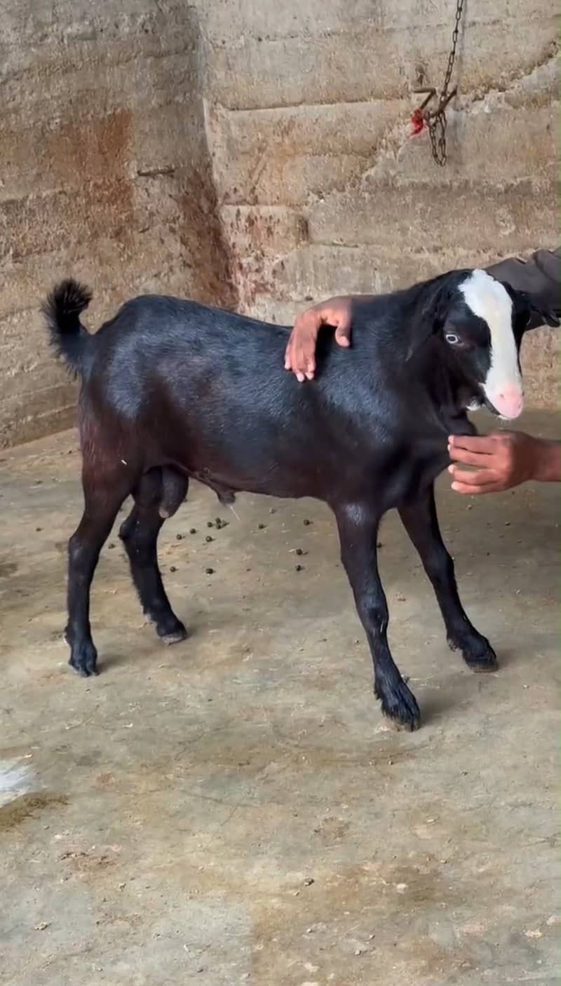teddy bakra 0
