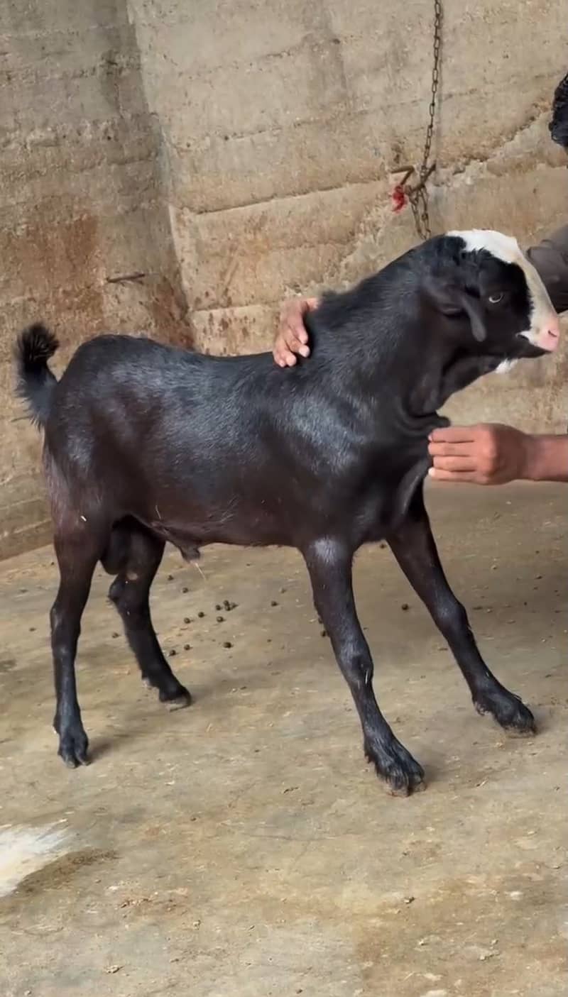 teddy bakra 1