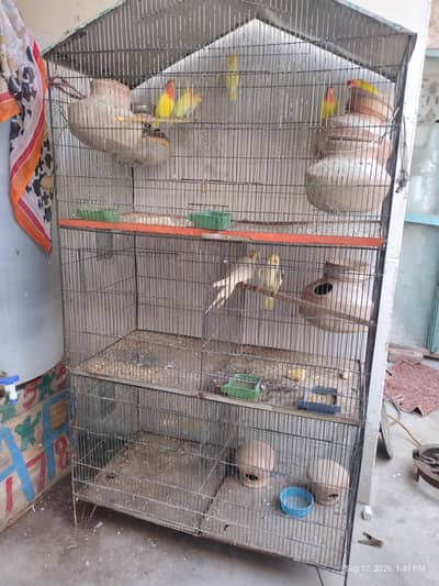 4 peair love birds one pair Cocktail full breeding braiding pair  one