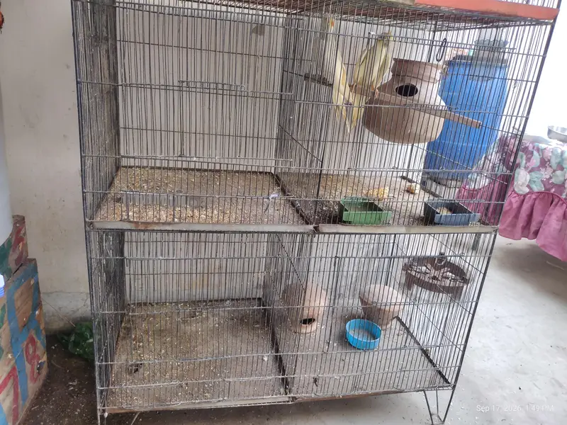 4 peair love birds one pair Cocktail full breeding braiding pair  one — photo 3