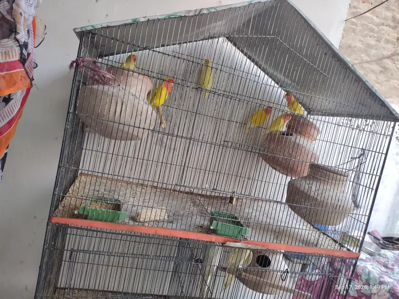 4 peair love birds one pair Cocktail full breeding braiding pair  one — photo 4