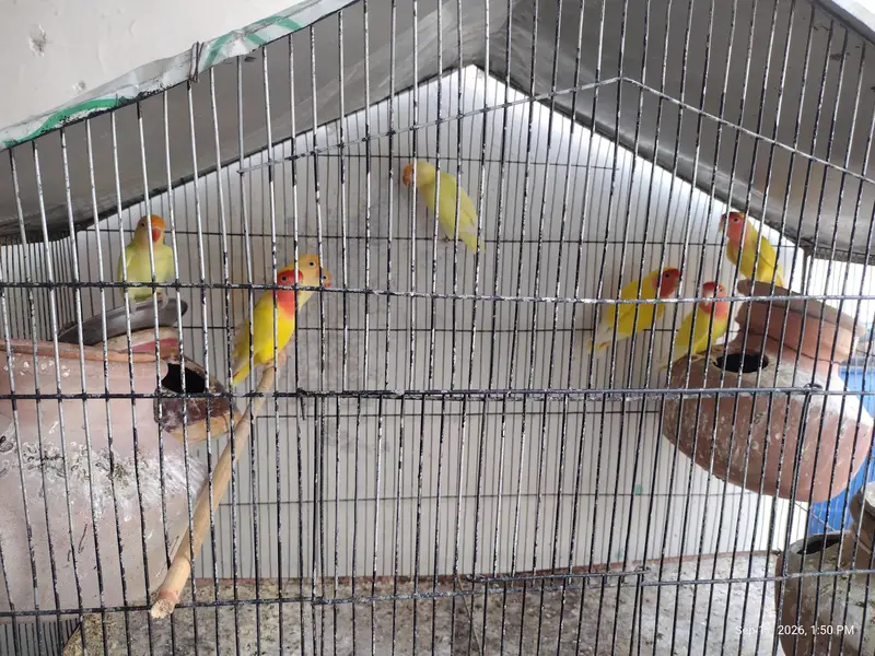 4 peair love birds one pair Cocktail full breeding braiding pair  one — photo 5