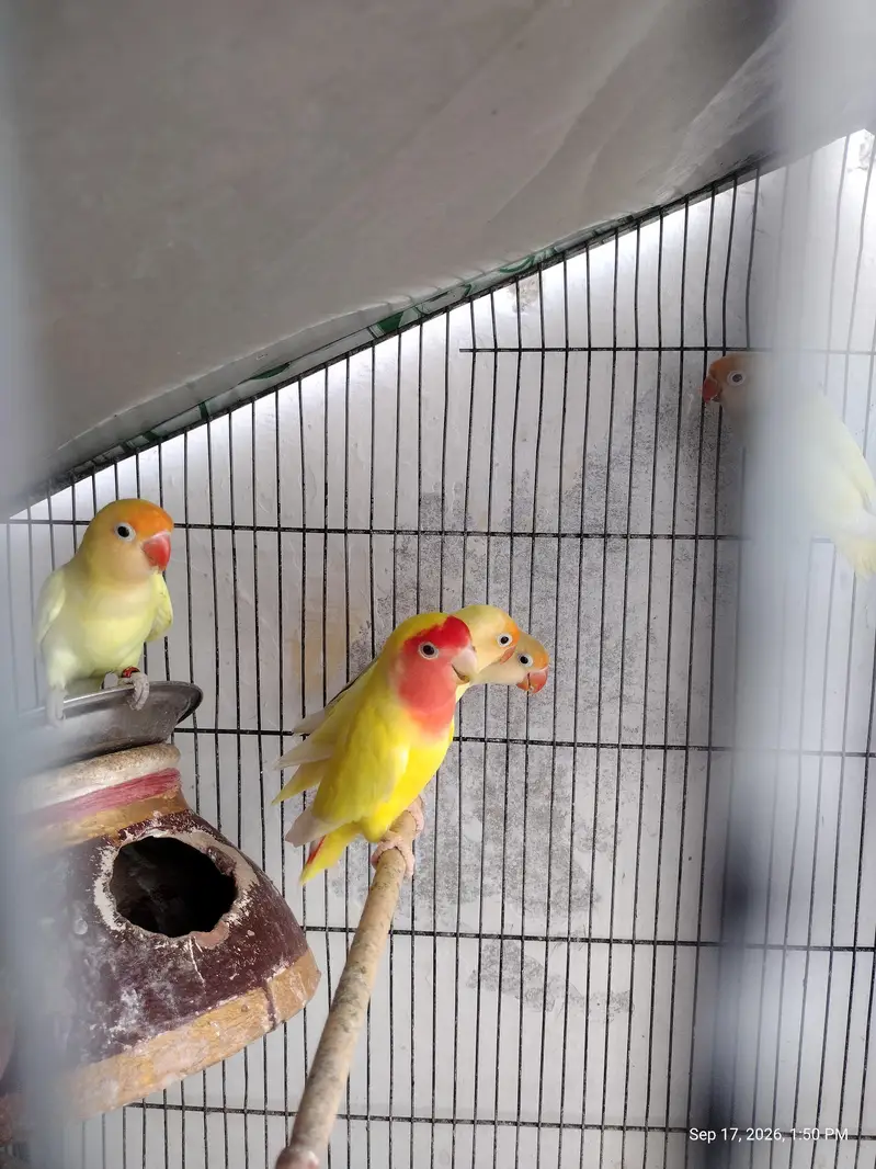 4 peair love birds one pair Cocktail full breeding braiding pair  one — photo 6
