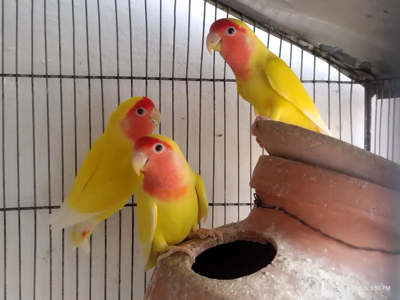4 peair love birds one pair Cocktail full breeding braiding pair  one — photo 7