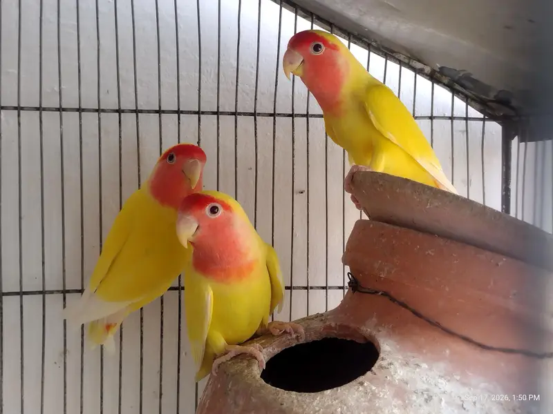 4 peair love birds one pair Cocktail full breeding braiding pair  one — photo 8