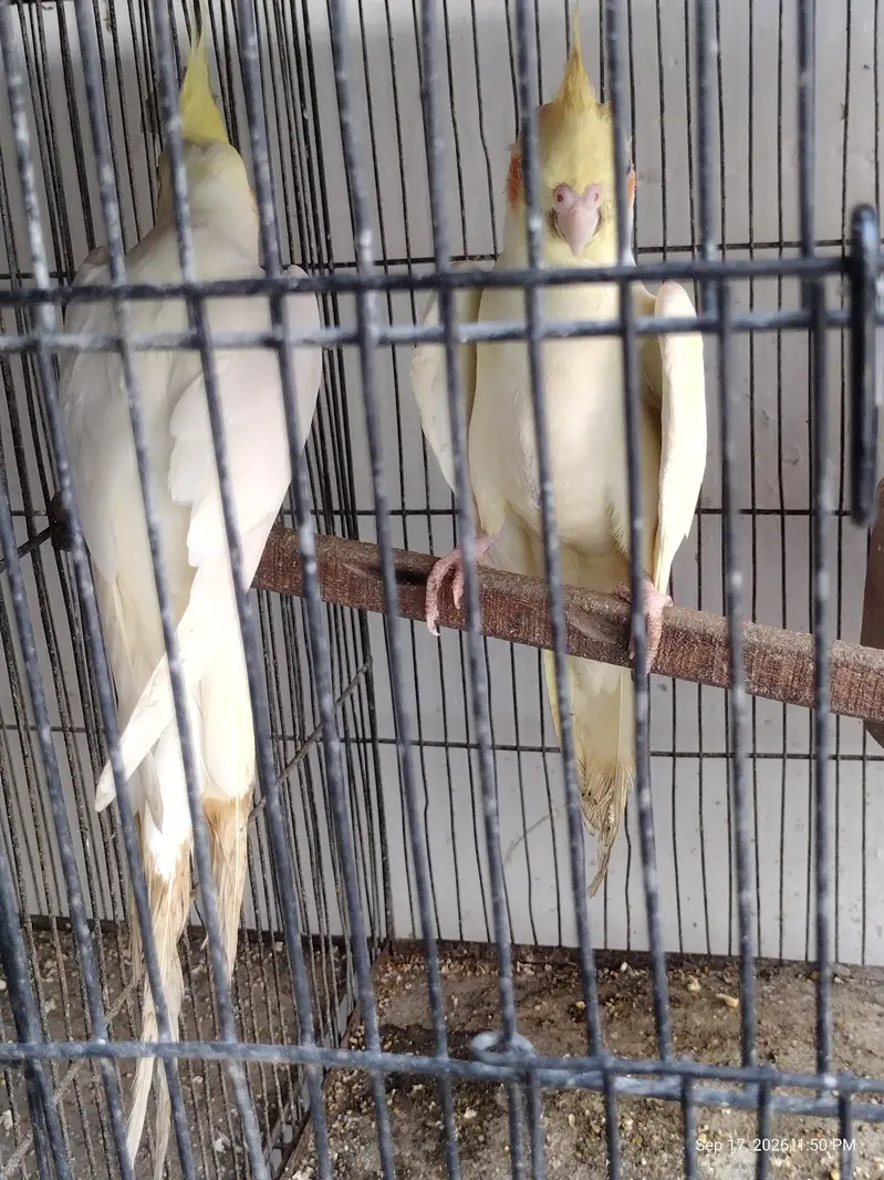 4 peair love birds one pair Cocktail full breeding braiding pair  one — photo 9