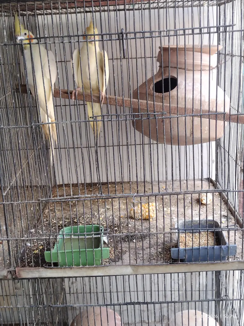 4 peair love birds one pair Cocktail full breeding braiding pair  one — photo 10