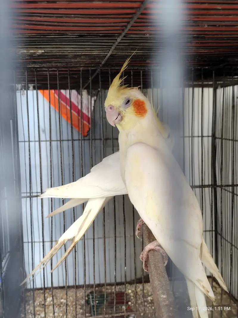 4 peair love birds one pair Cocktail full breeding braiding pair  one — photo 11