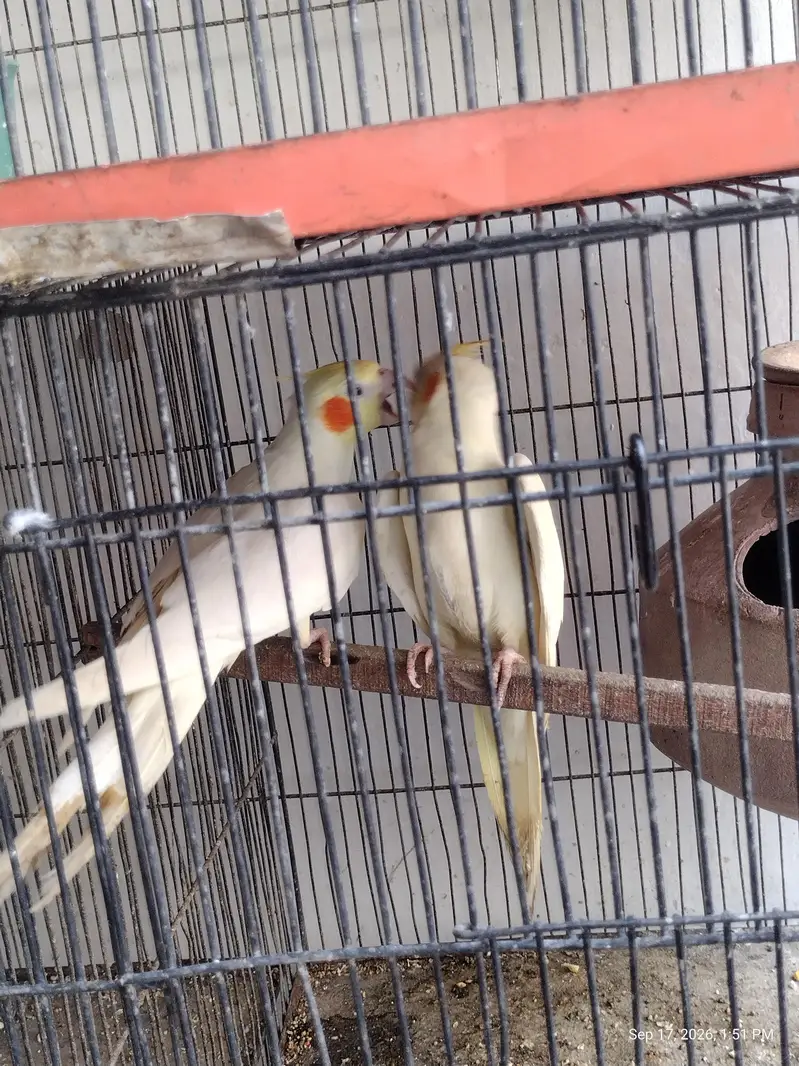 4 peair love birds one pair Cocktail full breeding braiding pair  one — photo 12