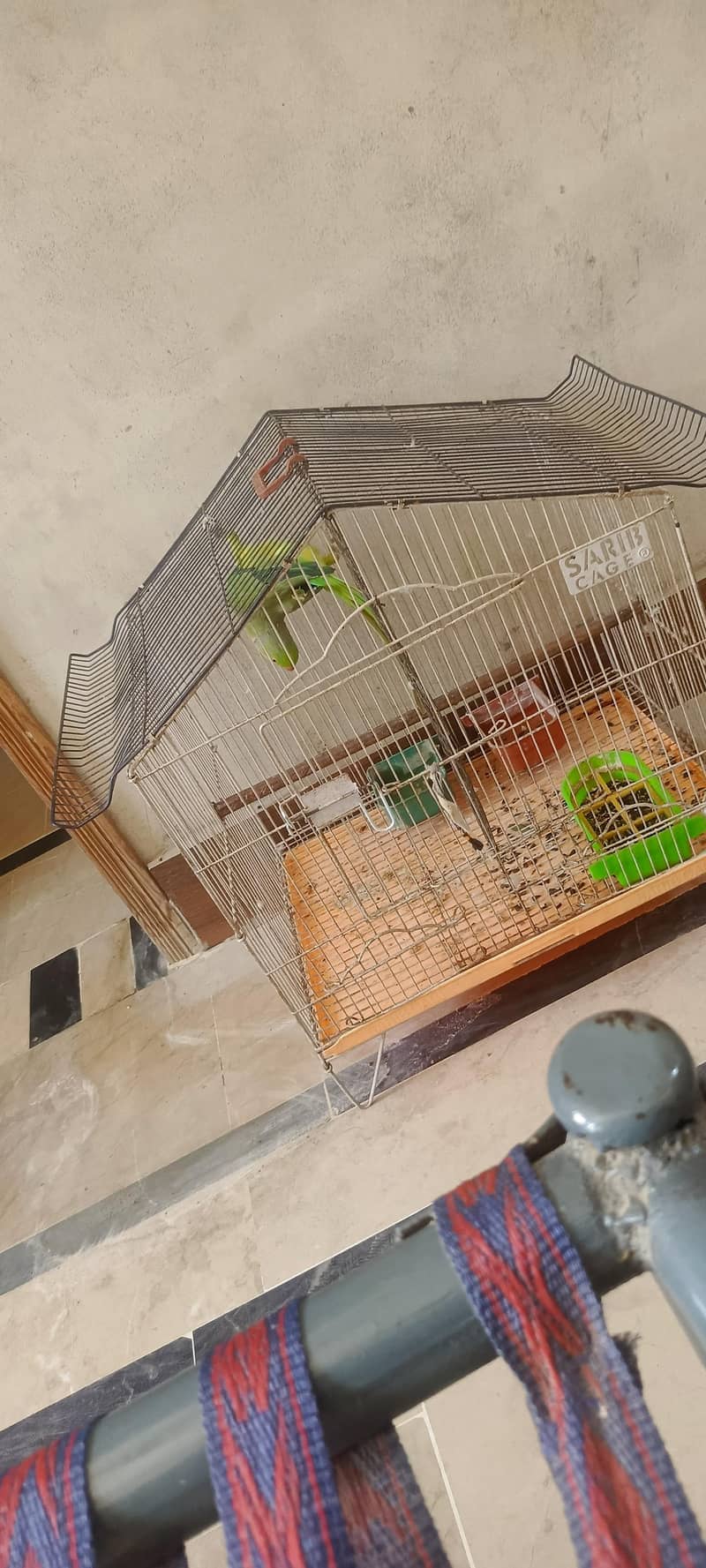 Ringneck parrot 0