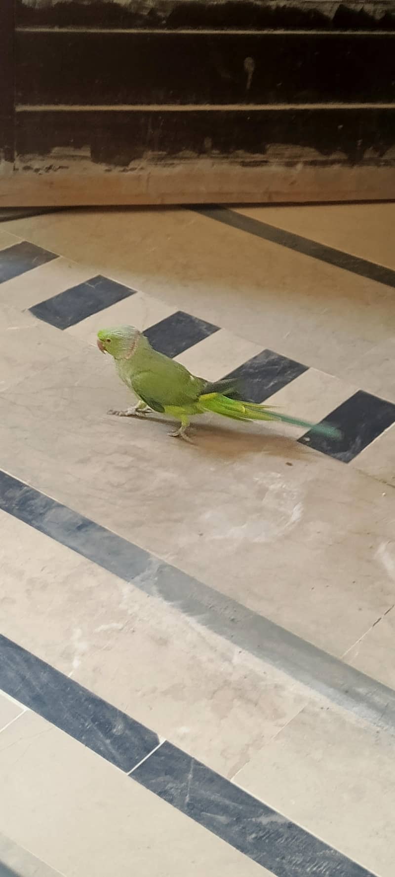 Ringneck parrot 1