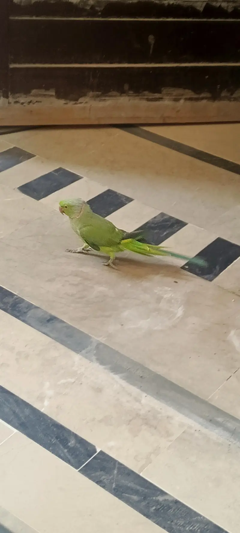 Ringneck parrot — photo 2