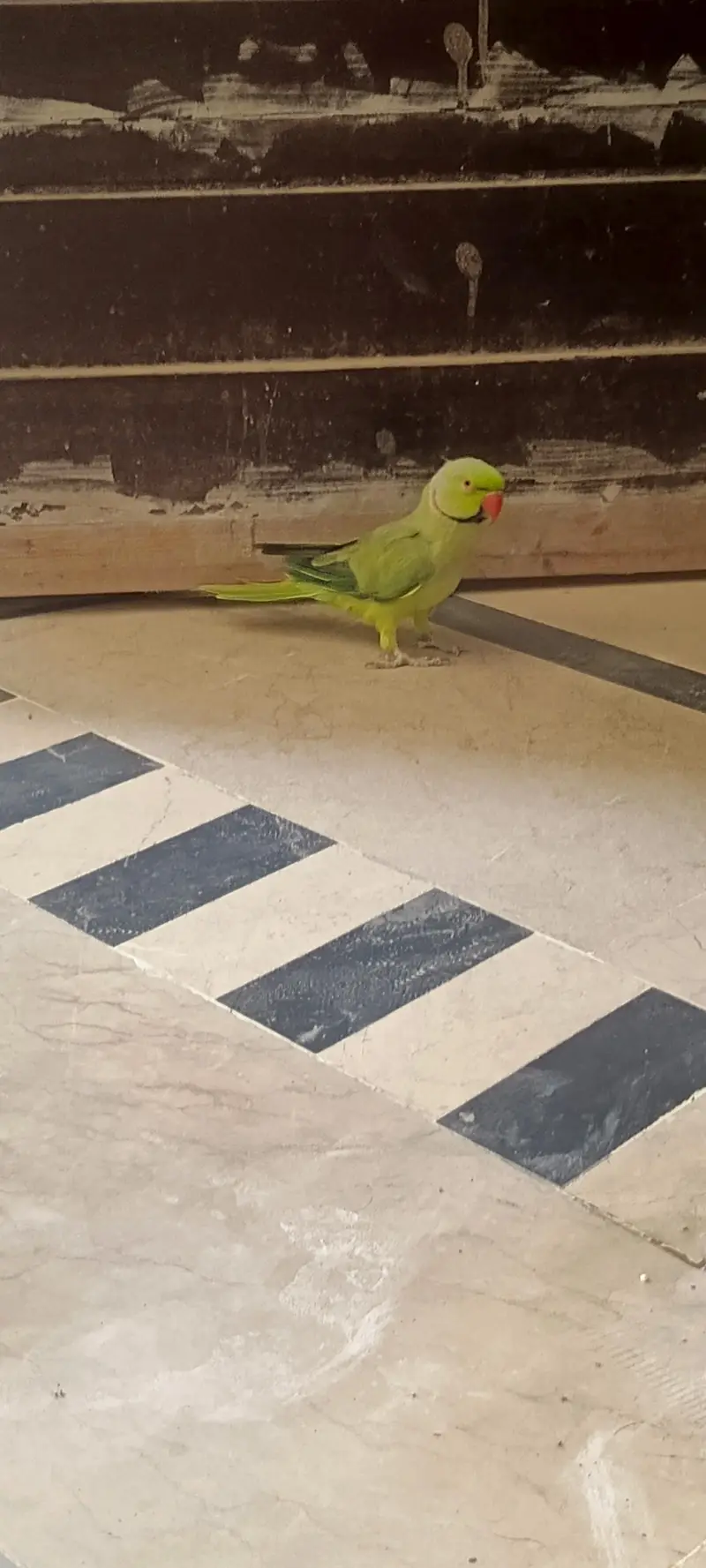 Ringneck parrot — photo 3