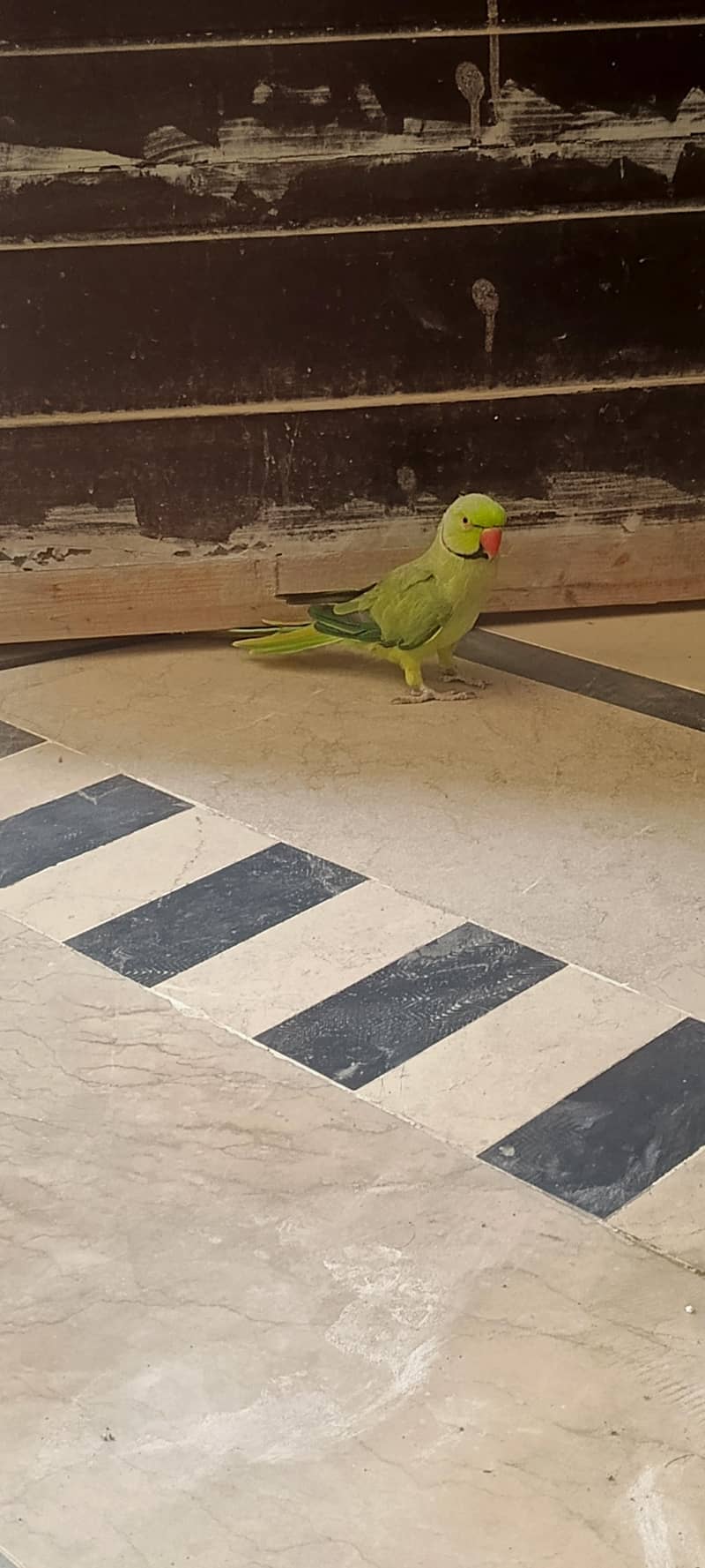 Ringneck parrot 3