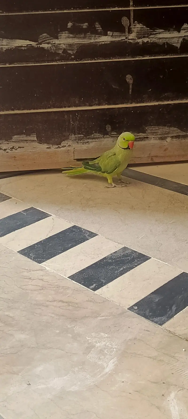 Ringneck parrot — photo 4