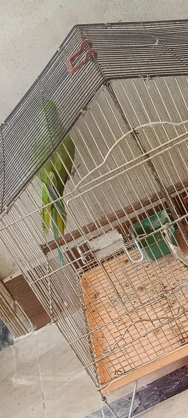 Ringneck parrot — photo 5
