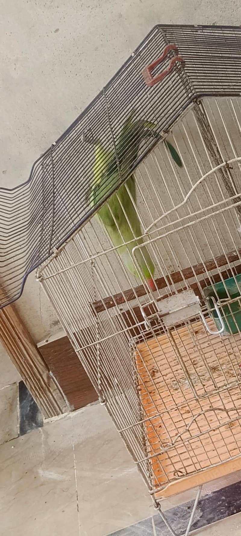 Ringneck parrot 5