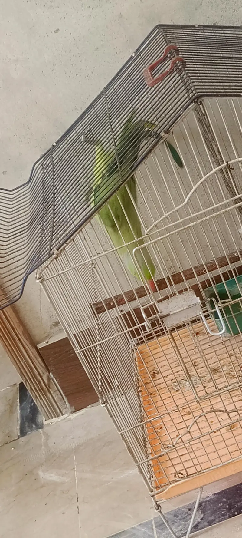Ringneck parrot — photo 6