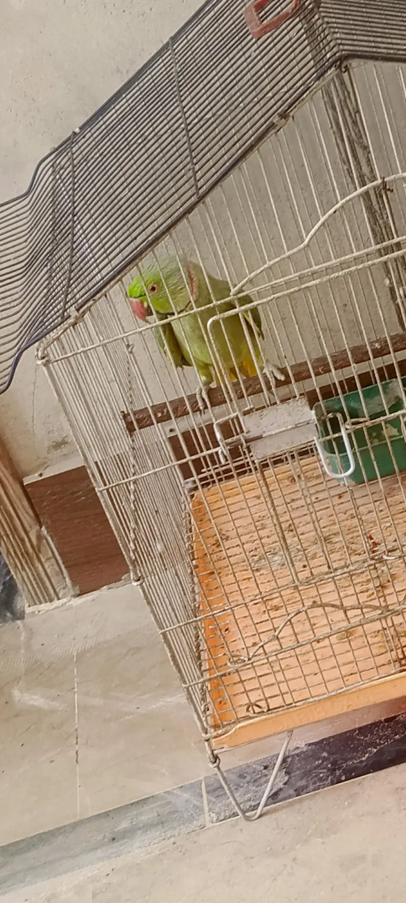 Ringneck parrot — photo 7