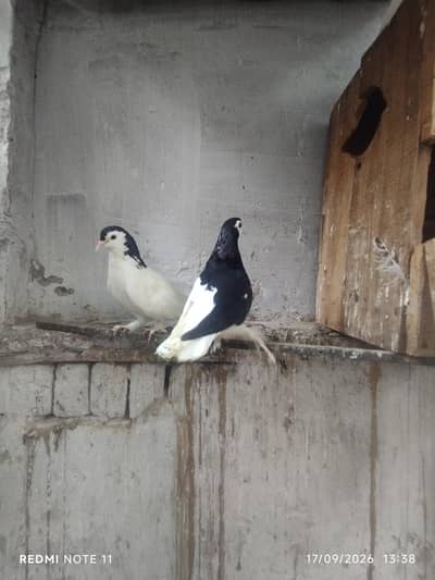 2 pairs siyah sherazi