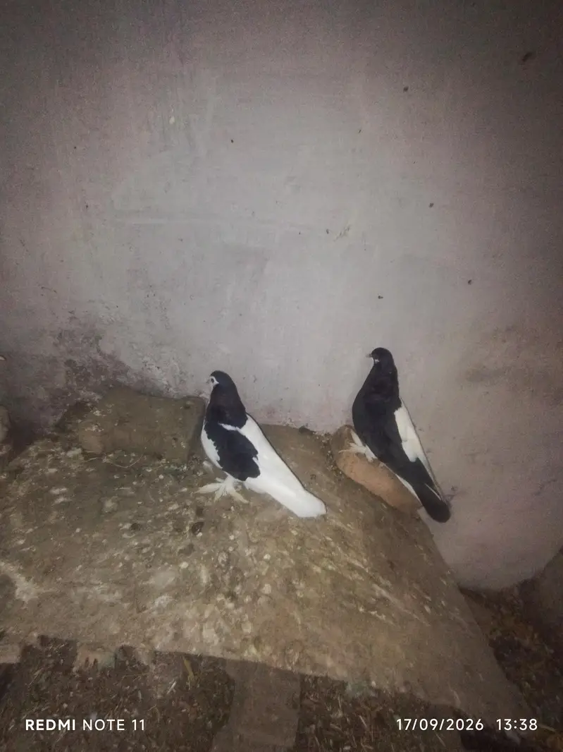 2 pairs siyah sherazi — photo 2