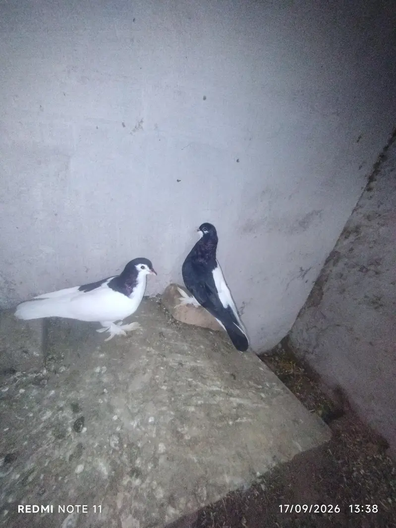 2 pairs siyah sherazi — photo 3