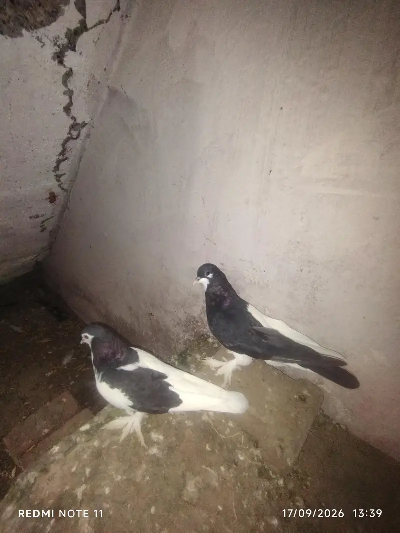 2 pairs siyah sherazi — photo 4