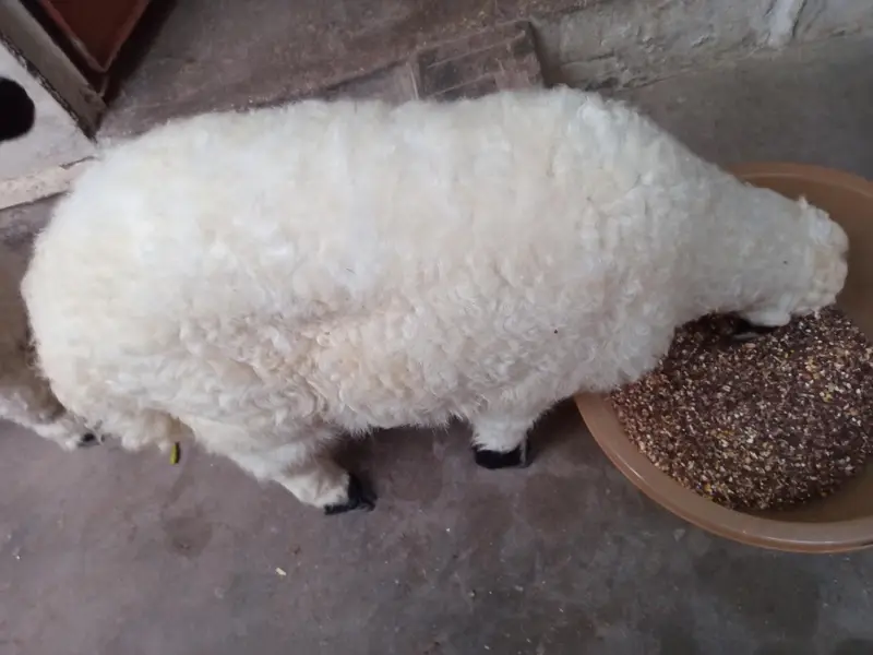 dumba pair 2 month k bachy hain ghr k — photo 2
