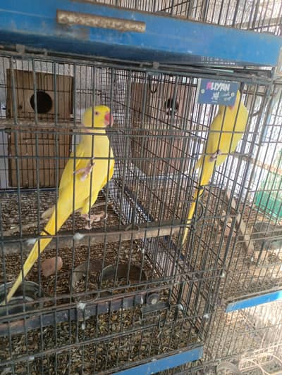 yellow ringneck breeder pair