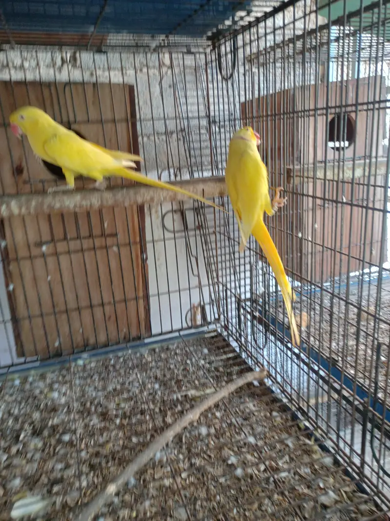 yellow ringneck breeder pair — photo 2
