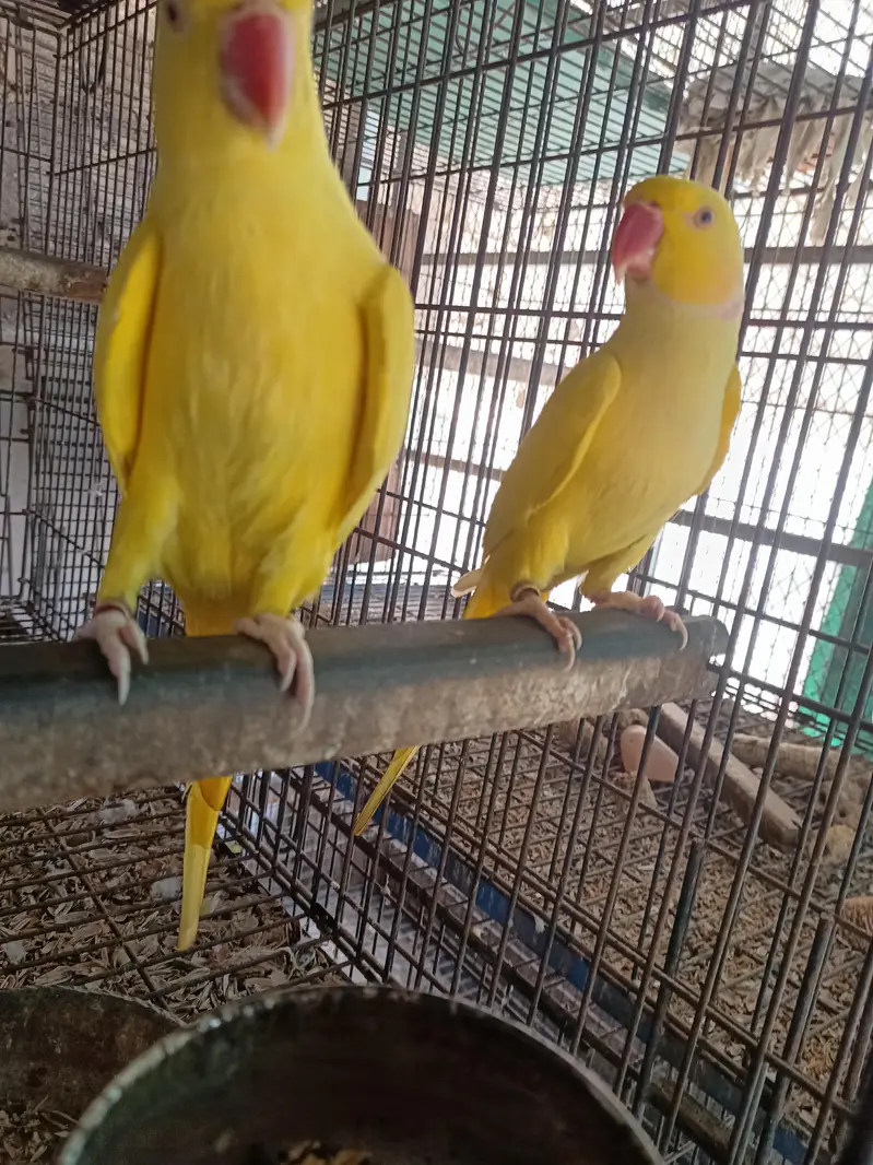 yellow ringneck breeder pair — photo 3