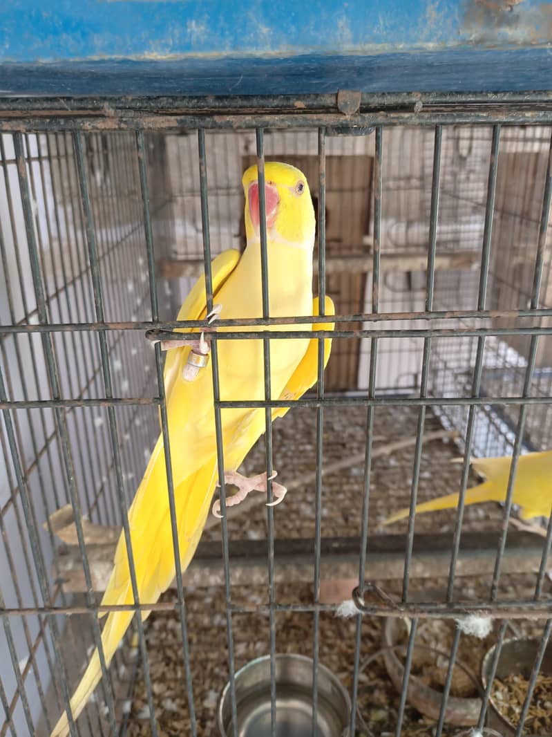 yellow ringneck breeder pair 3