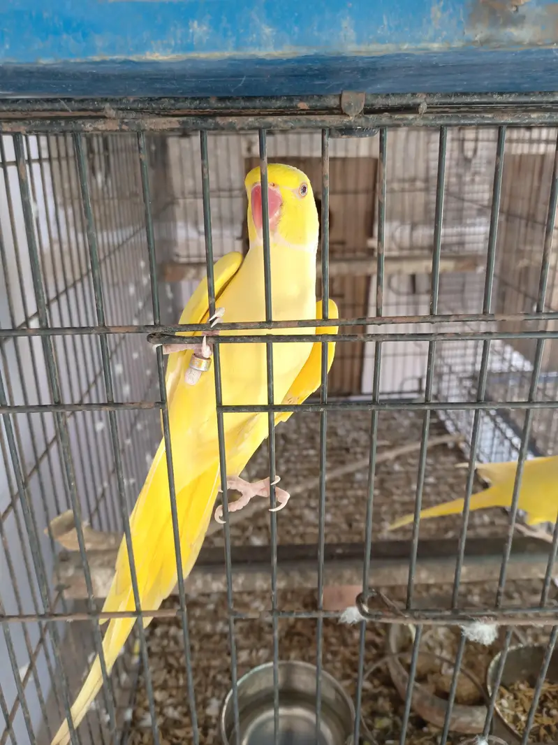 yellow ringneck breeder pair — photo 4