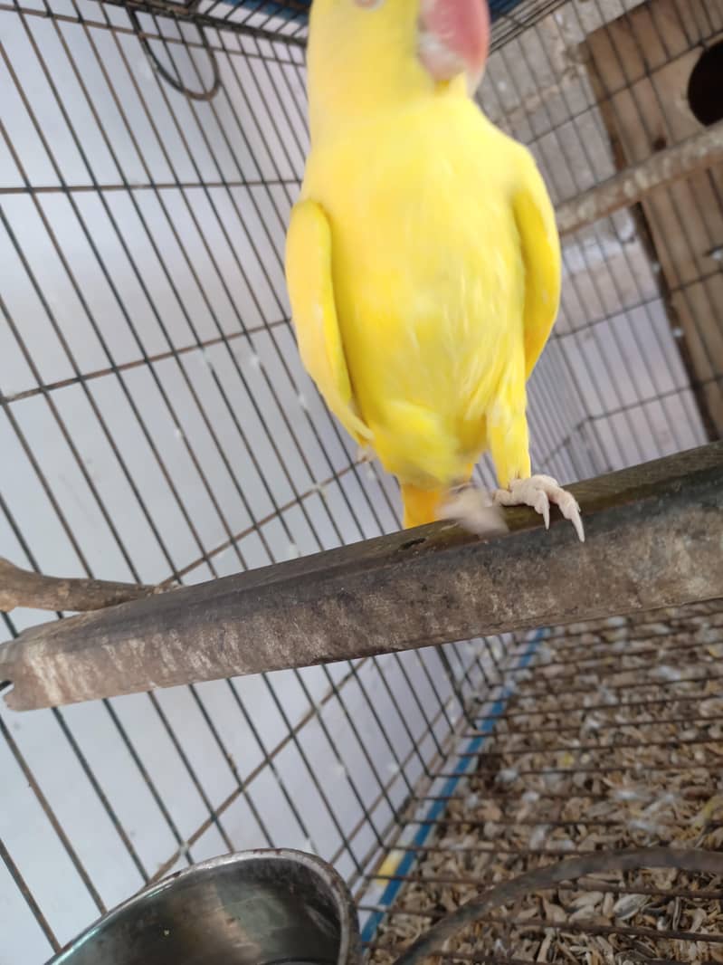 yellow ringneck breeder pair 4